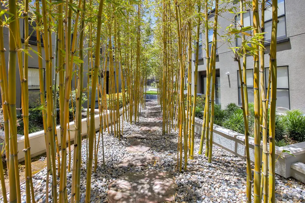 Metro at Showplace Square features a lush outdoor space and walking path along a bamboo garden for tech professional residents with an interest in wellness living.