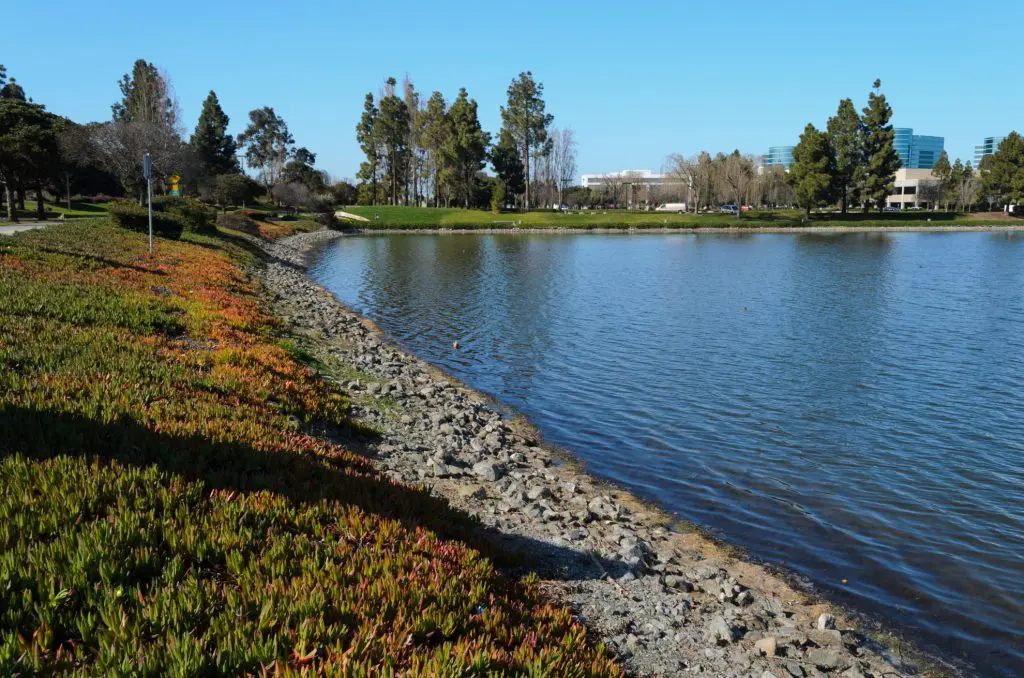 redwood shores