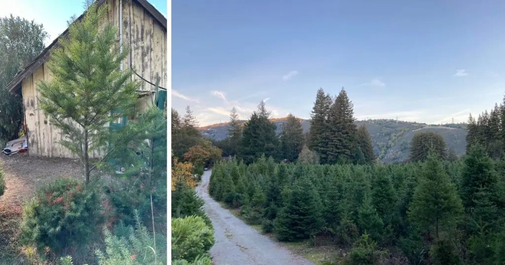 Black Road Christmas Tree Farms (Los Gatos Mountains)