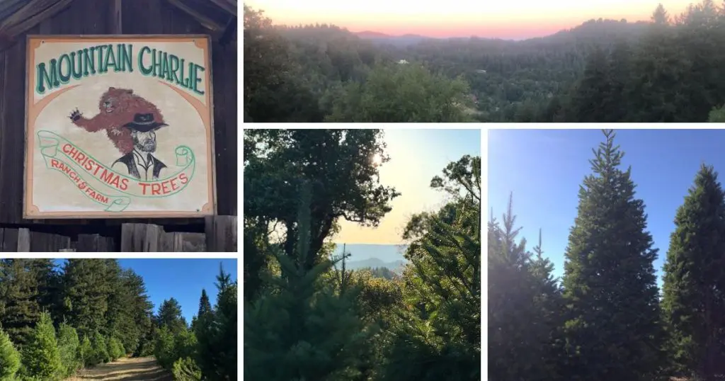 Mountain Charlie Christmas Tree Ranch (Los Gatos)