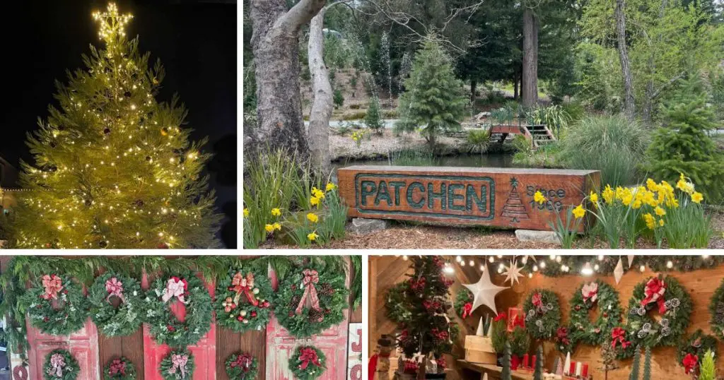 Patchen California Christmas Tree Farms (Los Gatos)