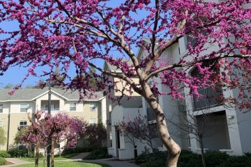 Catalina Apartments Courtyard Lawn