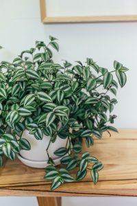 Using an indoor plant as trendy apartment decor.