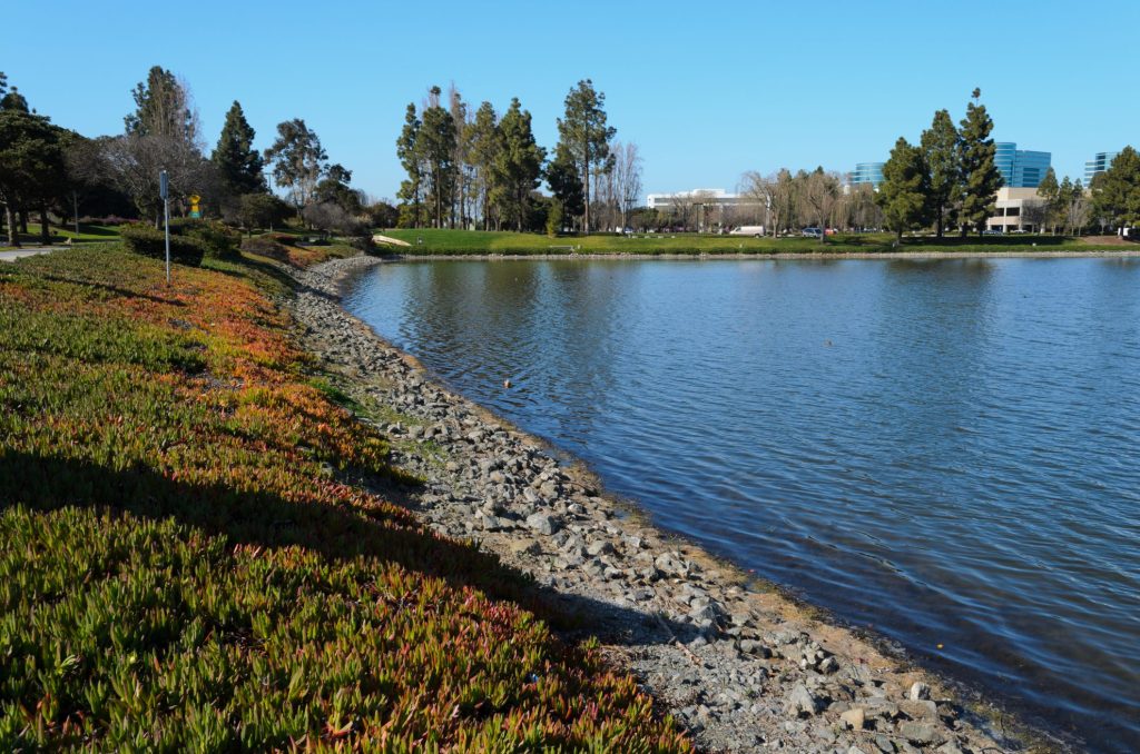 redwood shores