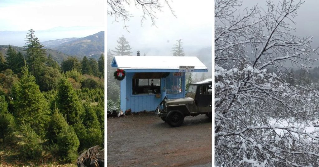 Lone Star Tree Farm (Gist Rd, Los Gatos)