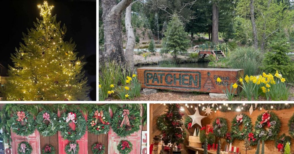 Patchen California Christmas Tree Farms (Los Gatos)