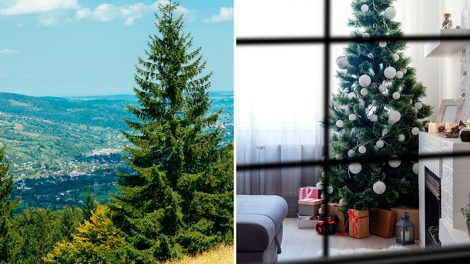Split image showing scenic south bay area hillside in northern California dotted with evergreen trees and a decorated Christmas tree inside an apartment living room next to a cozy fireplace.