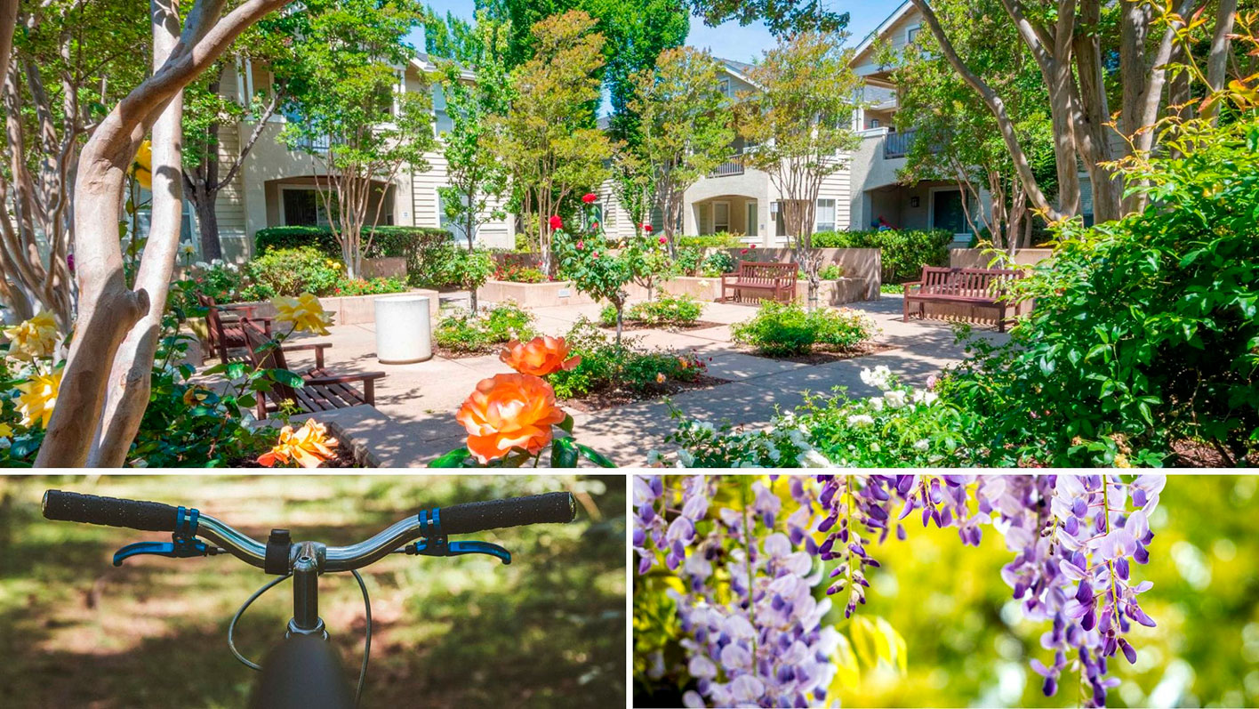 Spring collage featuring garden courtyard at Forge Homestead apartments, closeup of bike handlebars on an outdoor trail, and blooming wisteria flowers in a South Bay park.